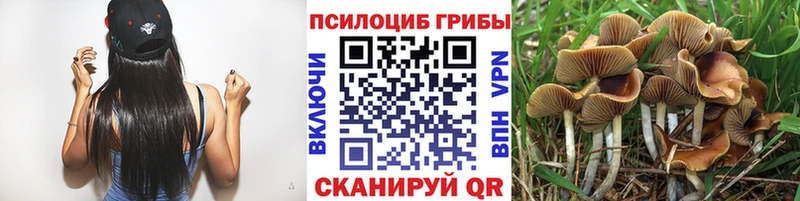 сколько стоит  Фокино  Псилоцибиновые грибы Cubensis 
